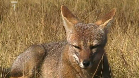 Cestománie - Argentina - Chile