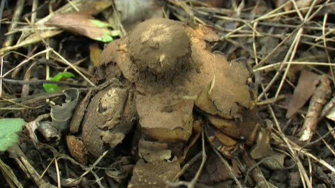 Živé srdce Evropy - Hvězdovka vlasohlavá