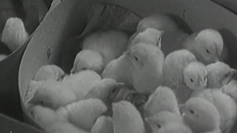 Archiv ČT24 - Čtyřkové březny