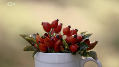 Polopatě - 15. září 2024