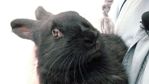 Malá farma - Český strakáč