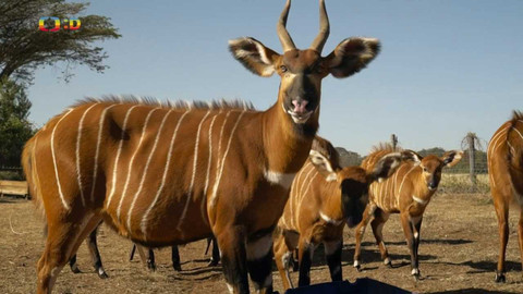 S Jakubem v Africe - 13/13 Bongo