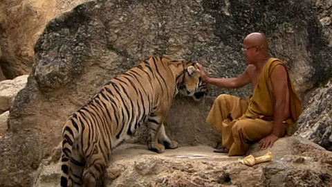 Přežijeme na naší planetě? - 3/8 Mají volně žijící zvířata šanci?