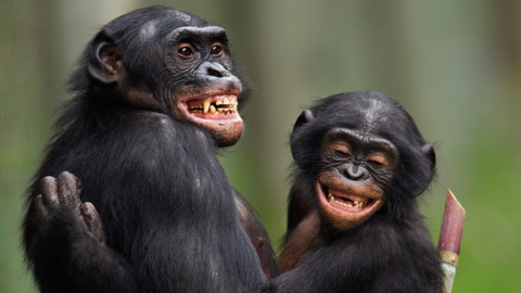 Svět zvířat - 5/10 Lidoopi