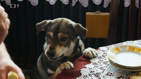 Kočka není pes - Žárlivá Baruška a rozmazlený Dixi