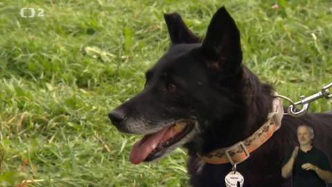 Chcete mě? - Chcete je?