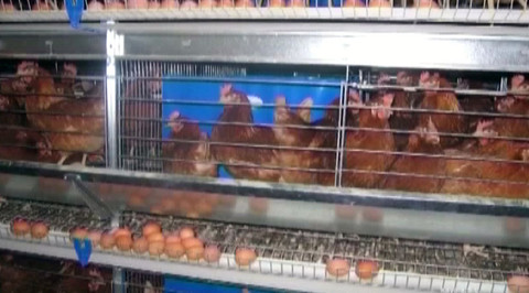 Chcete mě? - 17. dubna 2011