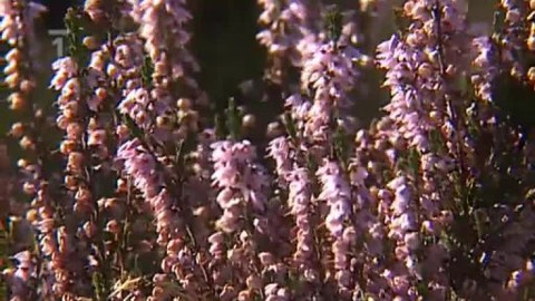 Postřehy odjinud - Skotsko očima Petra Voldána