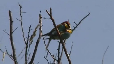 Vodní ptáci - 5/10 Létající drahokam