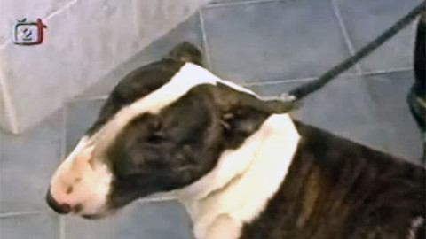 Ta naše povaha česká - Máme rádi zvířata...