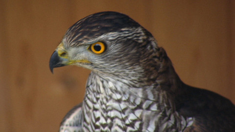 Chcete mě? - 9. listopadu 2014