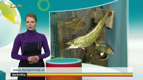 Zprávičky - 28. ledna 2017