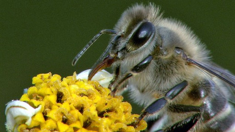 Obdivuhodný svět přírody - Síla medu