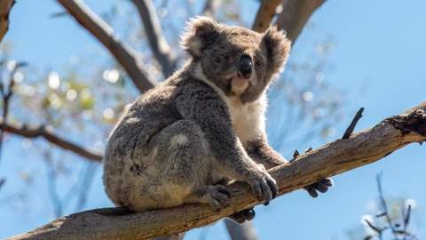 Svět zvířat - 1/10 Koalové