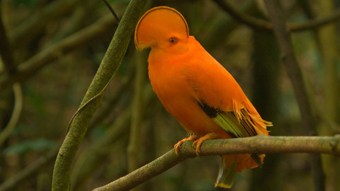 Obdivuhodný svět přírody - Skalňák oranžový, Surinam