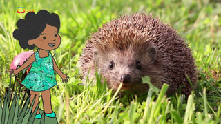 Velká kniha o zvířátkách II