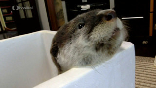 Příběhy zvířecích miminek III