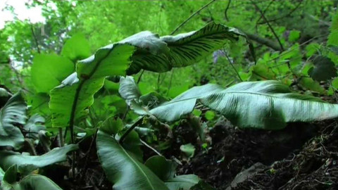 Živé srdce Evropy - Jelení jazyk