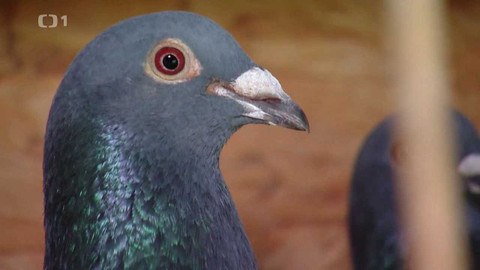 Týden v regionech (Ostrava) - 30. dubna 2022