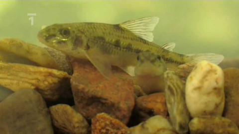 Živé srdce Evropy - Hrouzek běloploutvý