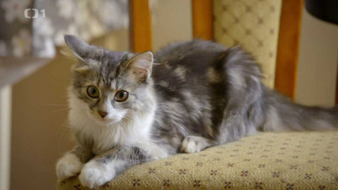 Kočka není pes - Utlačovaný Herbert a nedůvěřivý Rex