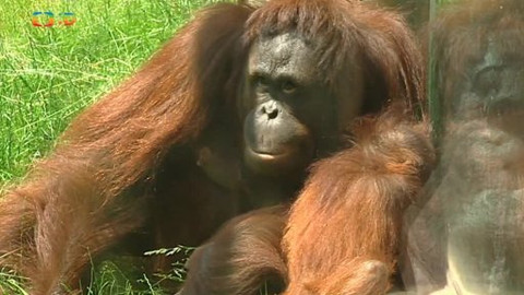 Náš zvěřinec - Zoo Dvůr Králové