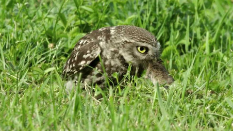 Nedej se! - Deratizace chráněných druhů zvířat