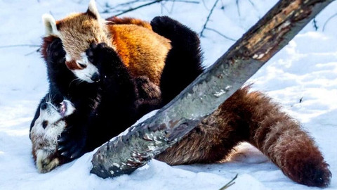 Zprávičky - 23. ledna 2021