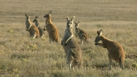 Hvězdy zvířecí říše - 15/32 Nejlepší skokan