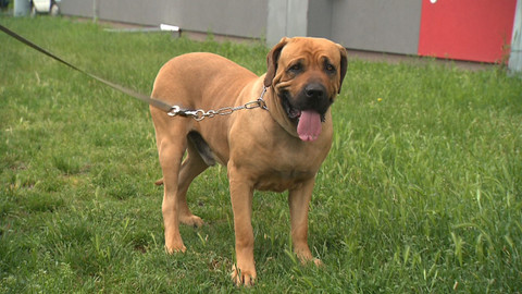 Chcete mě? - 6. listopadu 2016