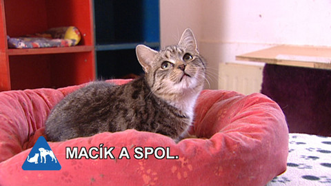 Chcete mě? - 18. prosince 2011