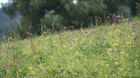 Nedej se! - Obnova bělokarpatských luk