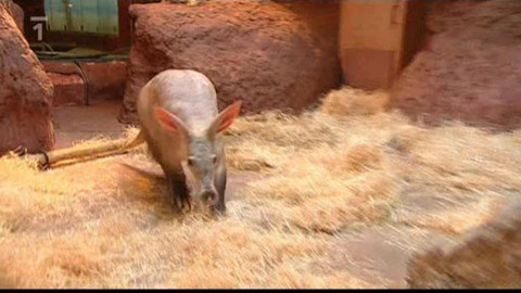 Mezi námi zvířaty - 19. prosince 2009