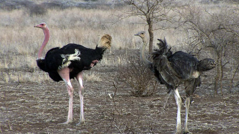 Hvězdy zvířecí říše - 2/32 Největší pták
