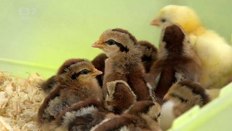 Dobré ráno - 8. dubna 2020