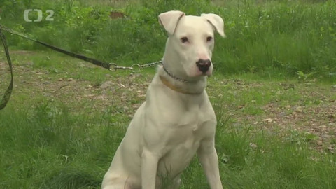 Chcete mě? - Chcete je?