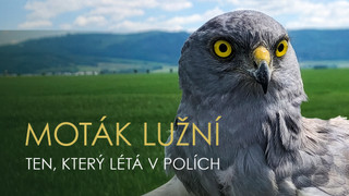 Moták lužní - ten, který létá v polích