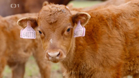 Co naše babičky uměly a na co my jsme zapomněli - A to tele...