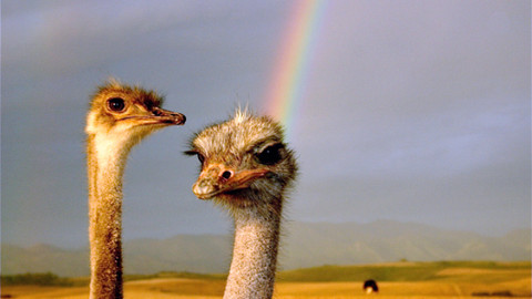 Vůně cizích krajů - Jihoafrická republika, duhová země