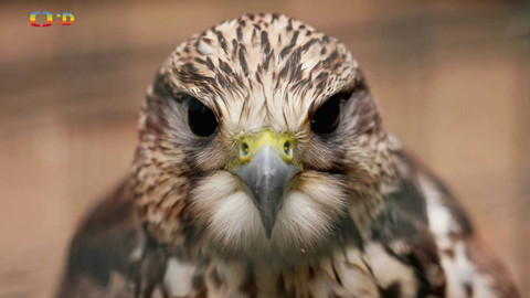 Wifina - 15. listopadu 2024