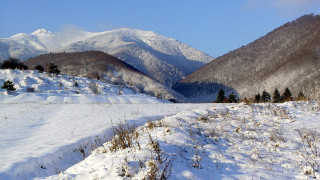 Návraty k divočině