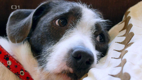 Polopatě - 1. února