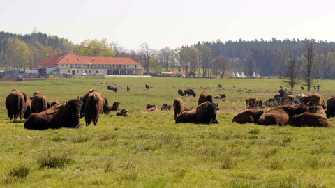 Farmářská jízda - 12/16 Bizoní farma Rožnov
