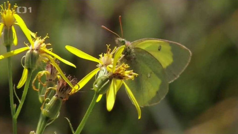 Živé srdce Evropy - Žluťásek borůvkový