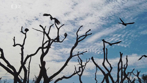 Dobrodružství vědy a techniky - Není času nazbyt - černí kakaduové západní Austrálie