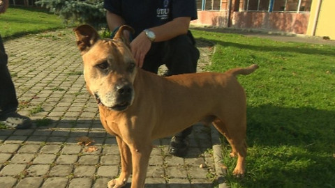 Chcete mě? - Chcete je?