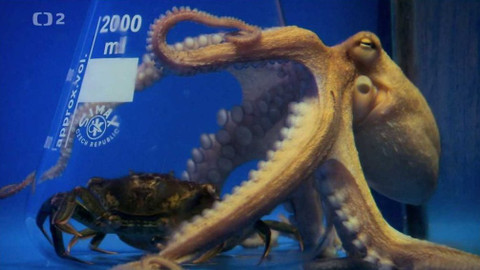 Dobrodružství vědy a techniky - Chobotnice - mořští mistři intelektu