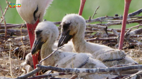 Ptačí rodinky - Čápovic zlatíčka