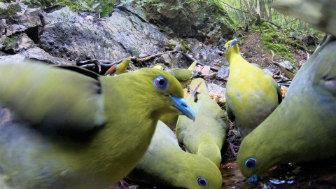 Darwinův úžasný svět zvířat - 3/12 Jarní sešlost