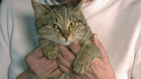 Chcete mě? - Chcete je?